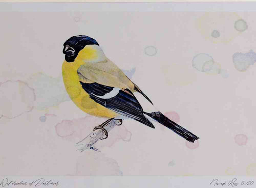 A4 bullfinch female.jpg
