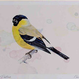 A4 bullfinch female