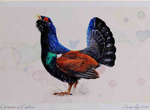 A4 capercaillie male.jpg