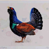 A4 capercaillie male