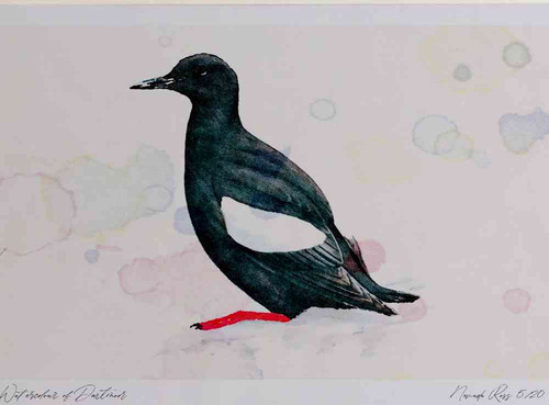 A4 black guillemot breeding plumage.jpg