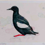 A4 black guillemot breeding plumage