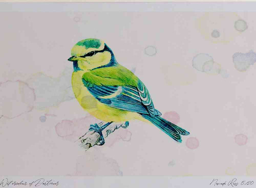 A4 blue tit juvenile.jpg