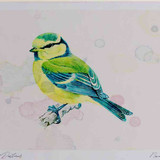 A4 blue tit juvenile