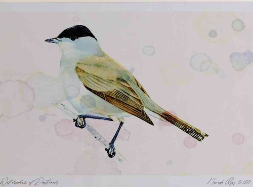 A4 blackcap male.jpg