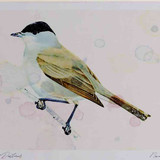 A4 blackcap male