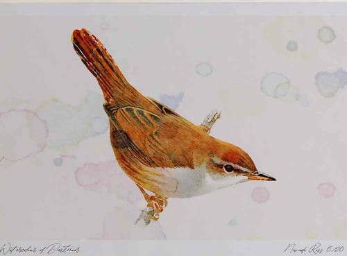 A4 cetti s warbler.jpg