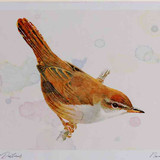 A4 cetti s warbler