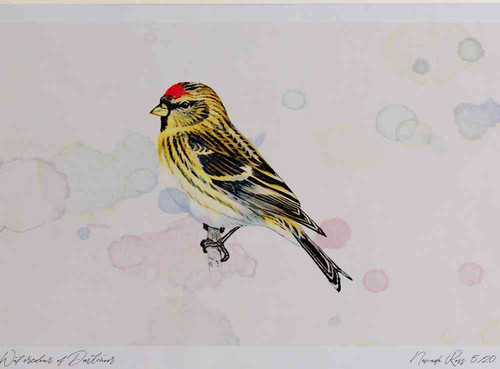 A4 lesser redpoll.jpg