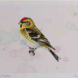 A4 lesser redpoll
