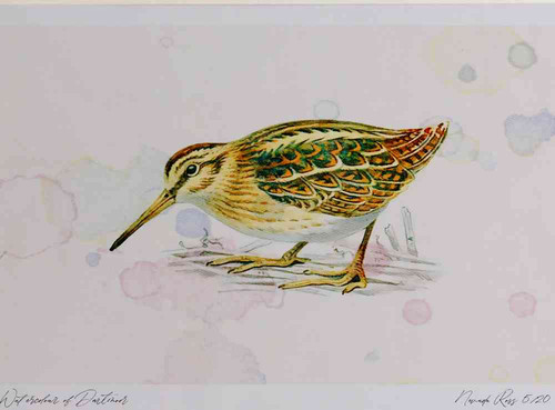 A4 jack snipe.jpg