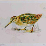 A4 jack snipe