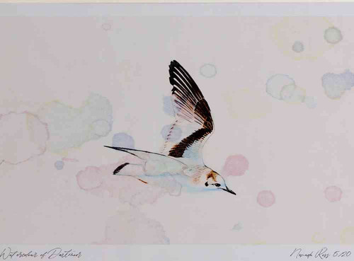 A4 little gull firstwinter inflight.jpg