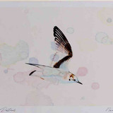 A4 little gull firstwinter inflight