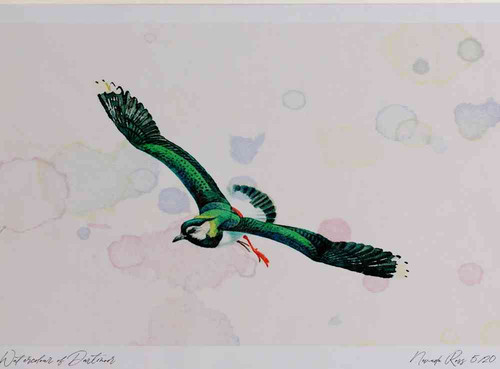 A4 lapwing inflight.jpg
