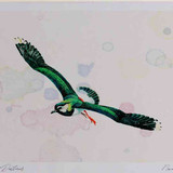 A4 lapwing inflight