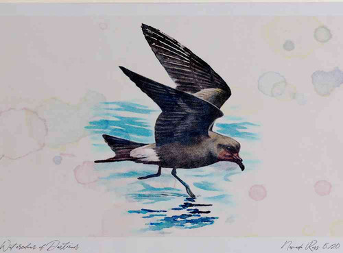 A4 leach s petrel inflight.jpg
