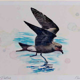 A4 leach s petrel inflight