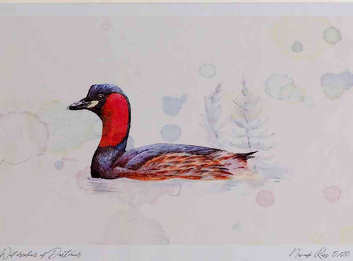 A4 little grebe breeding plumage.jpg
