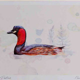 A4 little grebe breeding plumage