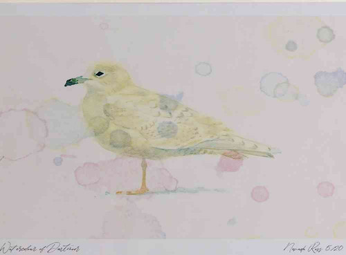 A4 iceland gull firstwinter.jpg