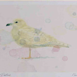 A4 iceland gull firstwinter