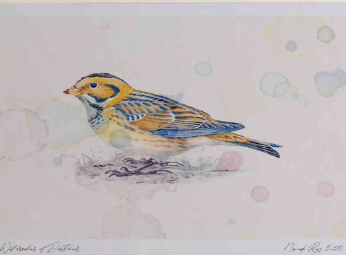 A4 lapland bunting.jpg
