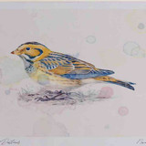 A4 lapland bunting