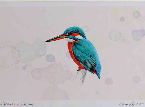 A4 kingfisher.jpg