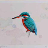 A4 kingfisher