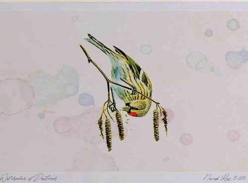 A4 lesser redpoll feeding.jpg