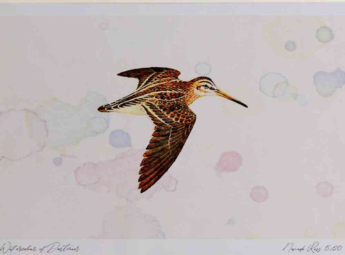 A4 jack snipe inflight.jpg