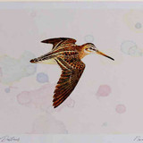 A4 jack snipe inflight