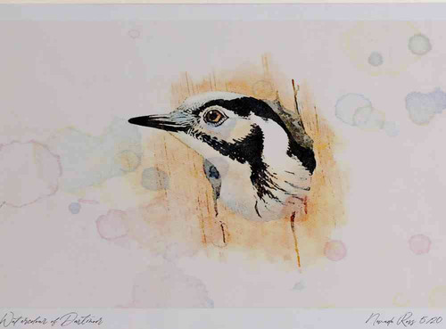 A4 lesser spotted woodpecker.jpg