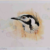 A4 lesser spotted woodpecker