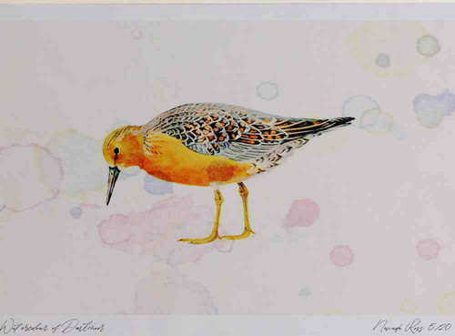 A4 knot breeding plumage.jpg