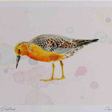 A4 knot breeding plumage