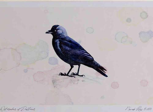 A4 jackdaw.jpg