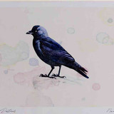 A4 jackdaw