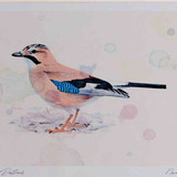 A4 jay
