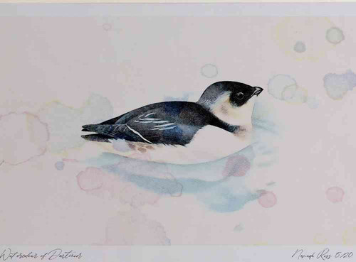 A4 little auk swimming.jpg
