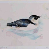 A4 little auk swimming