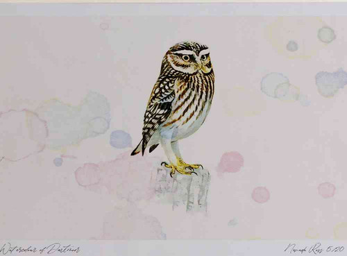 A4 little owl adult.jpg