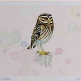A4 little owl adult