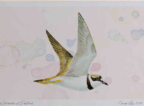 A4 little ringed plover inflight.jpg