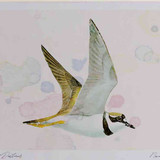 A4 little ringed plover inflight