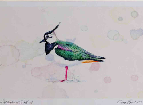 A4 lapwing.jpg