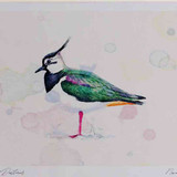 A4 lapwing