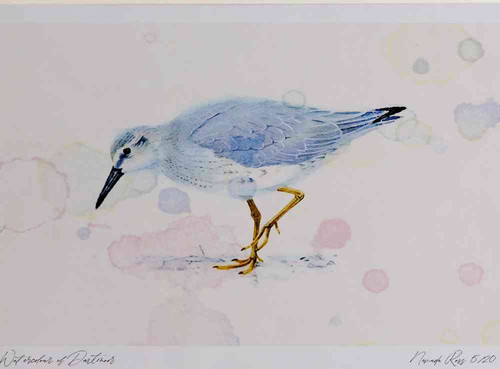 A4 knot winterplumage.jpg