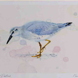 A4 knot winterplumage